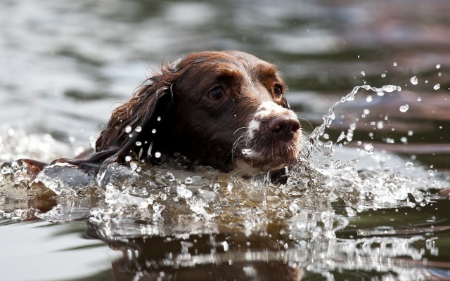 Dogs. Desktop wallpaper