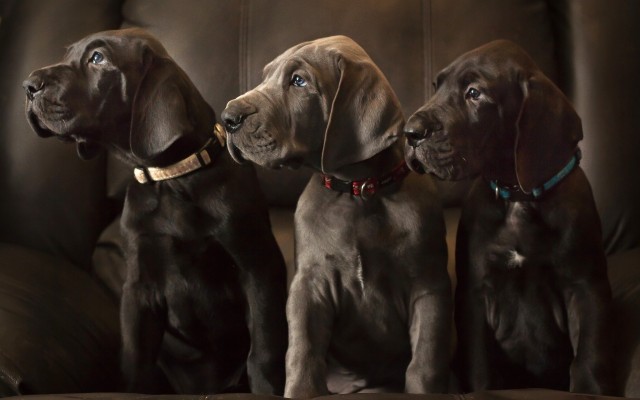 Dogs. Desktop wallpaper