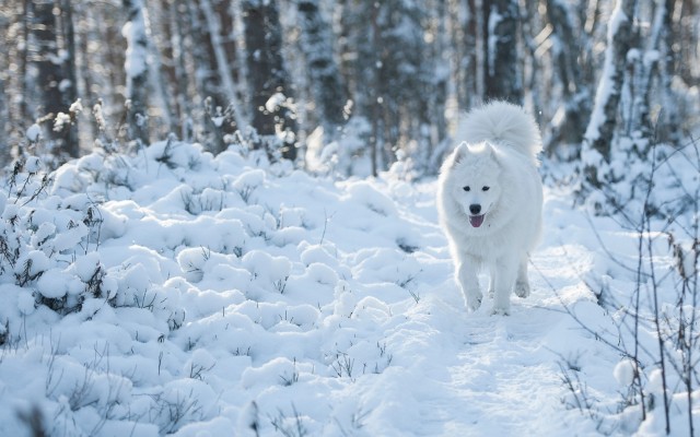 Dogs. Desktop wallpaper