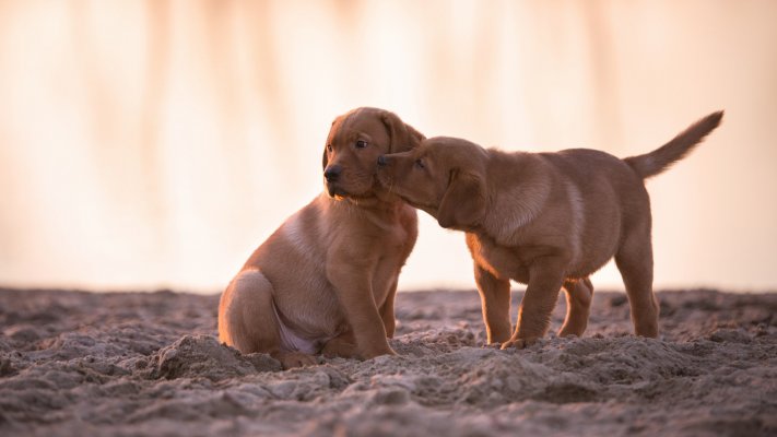 Dogs. Desktop wallpaper