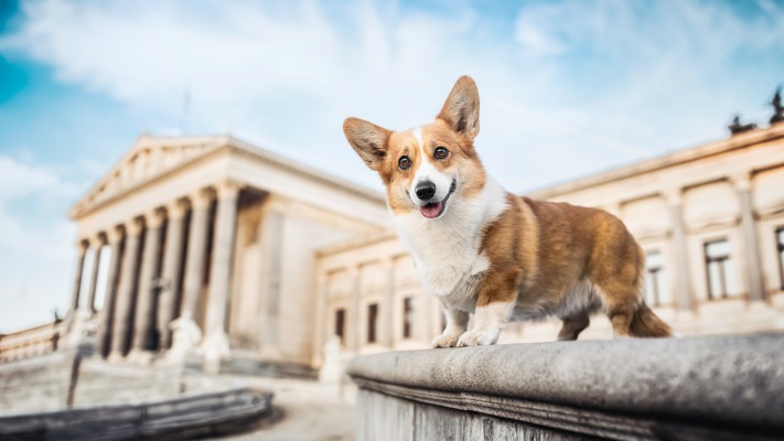 Dogs. Desktop wallpaper