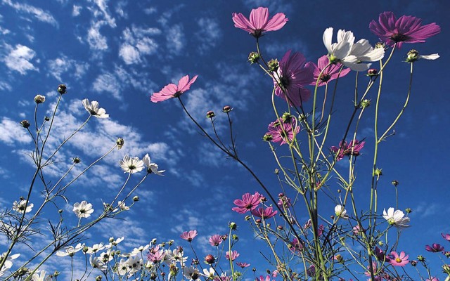 Flowers. Desktop wallpaper