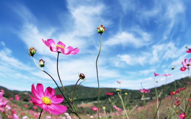 Flowers. Desktop wallpaper