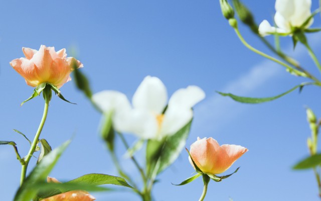 Flowers. Desktop wallpaper