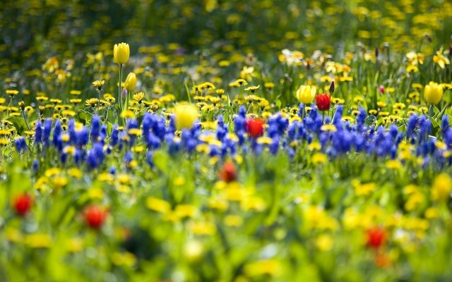 Flowers. Desktop wallpaper