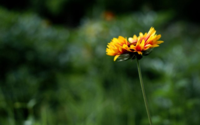 Flowers. Desktop wallpaper