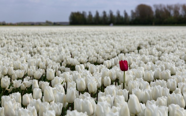 Flowers. Desktop wallpaper