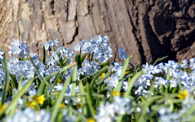 Flowers. Desktop wallpaper