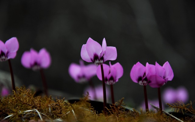 Flowers. Desktop wallpaper