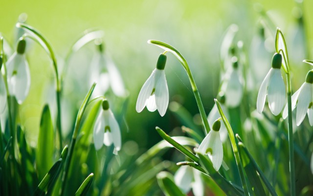 Flowers. Desktop wallpaper