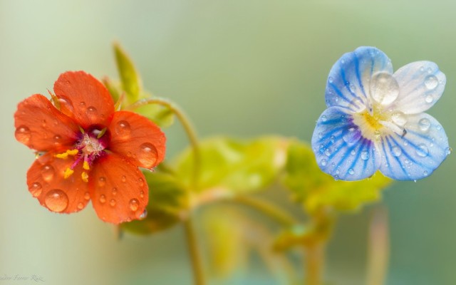 Flowers. Desktop wallpaper