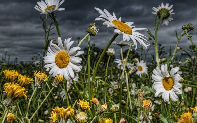 Flowers. Desktop wallpaper