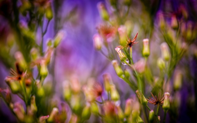 Flowers. Desktop wallpaper