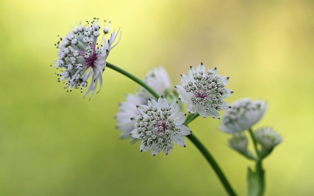 Flowers. Desktop wallpaper