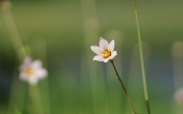 Flowers. Desktop wallpaper