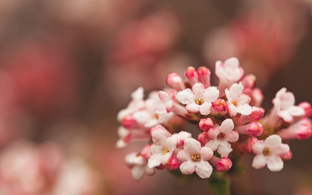 Flowers. Desktop wallpaper