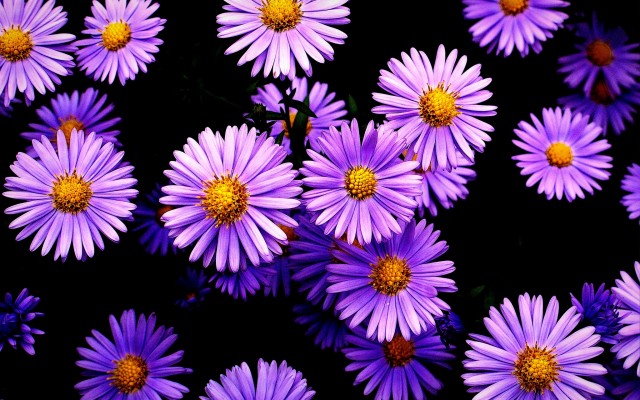 Flowers. Desktop wallpaper