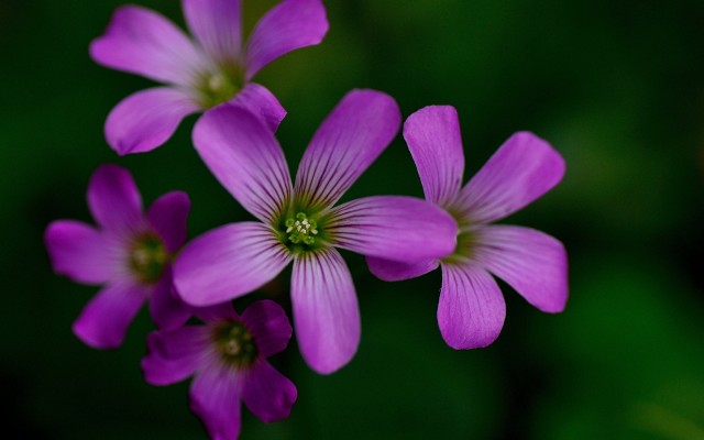 Flowers. Desktop wallpaper