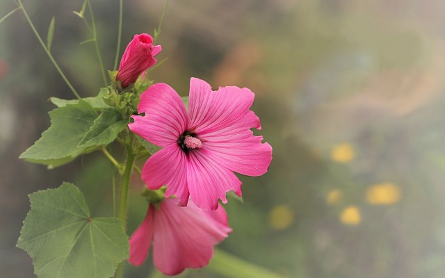 Flowers. Desktop wallpaper