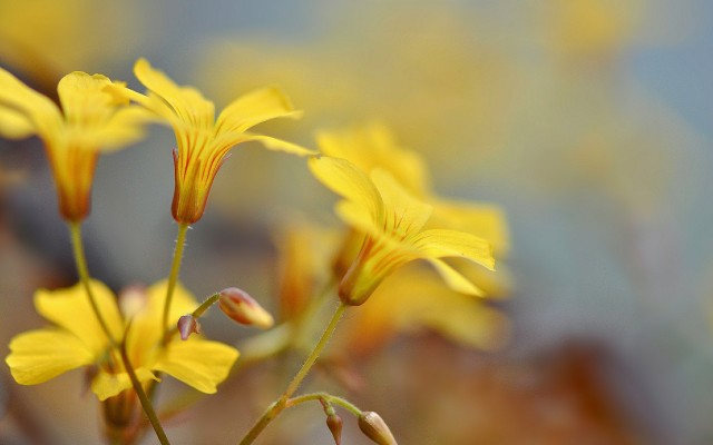 Flowers. Desktop wallpaper