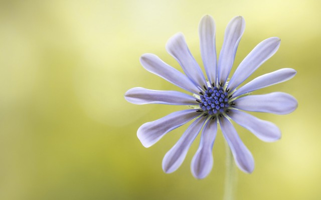 Flowers. Desktop wallpaper