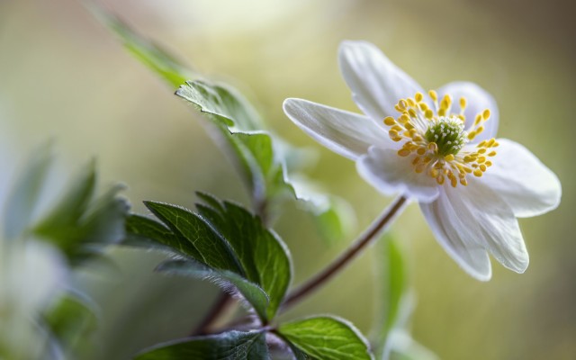 Flowers. Desktop wallpaper