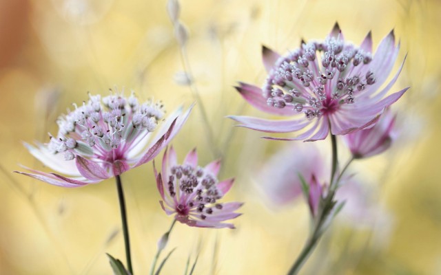 Flowers. Desktop wallpaper