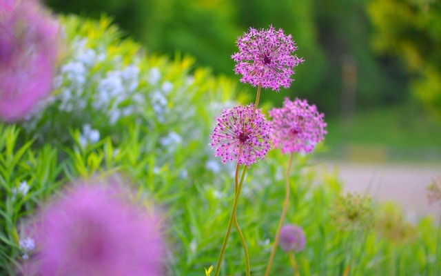 Flowers. Desktop wallpaper