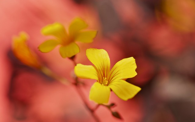 Flowers. Desktop wallpaper