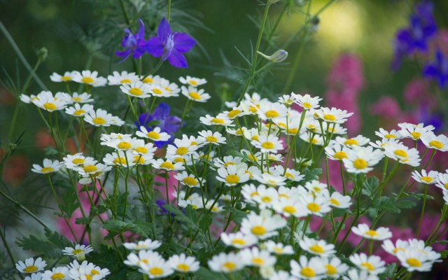 Flowers. Desktop wallpaper