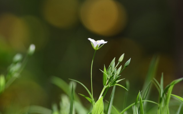 Flowers. Desktop wallpaper