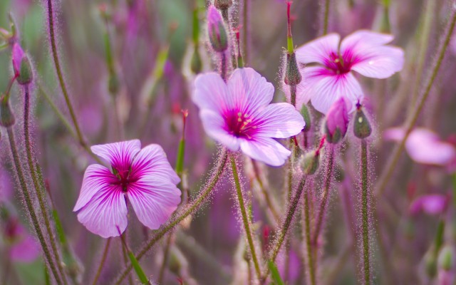 Flowers. Desktop wallpaper