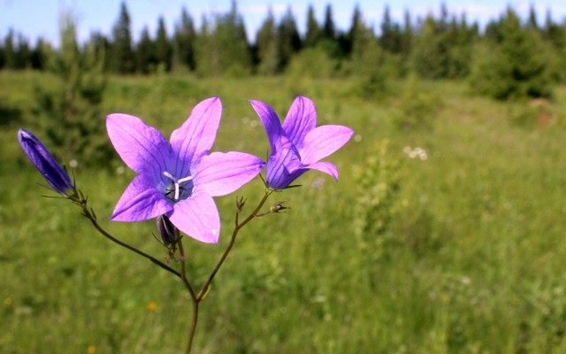 Flowers. Desktop wallpaper