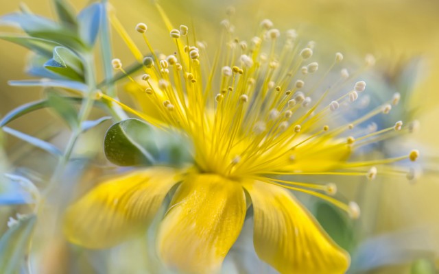 Flowers. Desktop wallpaper