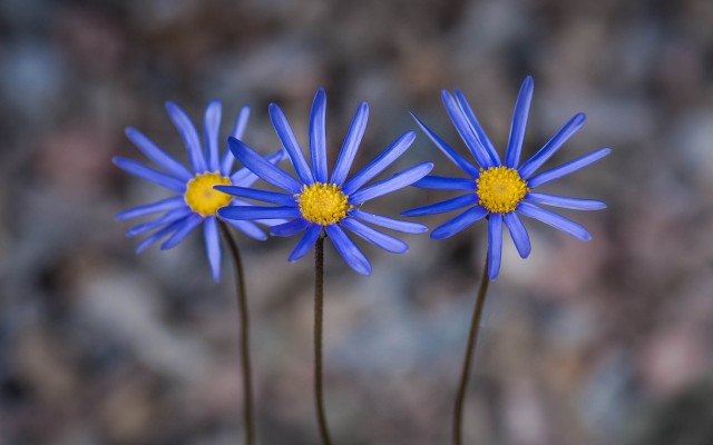 Flowers. Desktop wallpaper