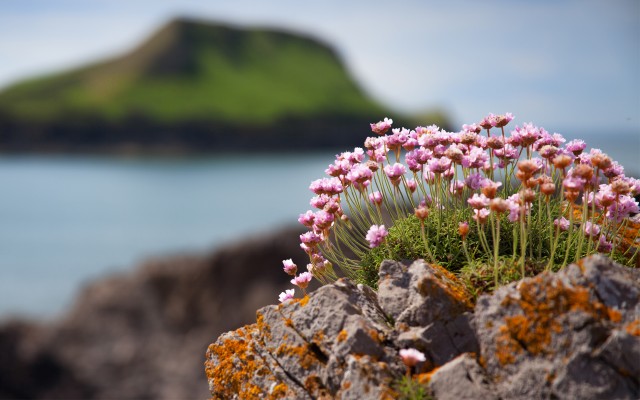 Flowers. Desktop wallpaper