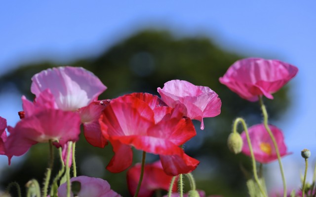 Flowers. Desktop wallpaper