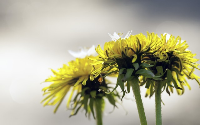 Flowers. Desktop wallpaper