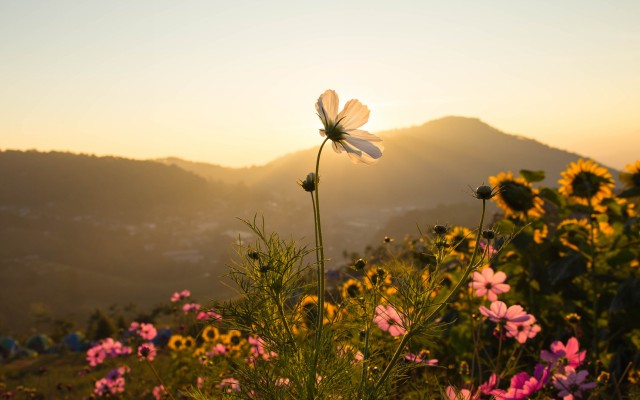 Flowers. Desktop wallpaper