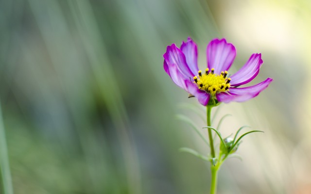 Flowers. Desktop wallpaper