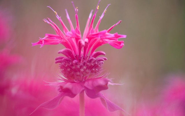 Flowers. Desktop wallpaper