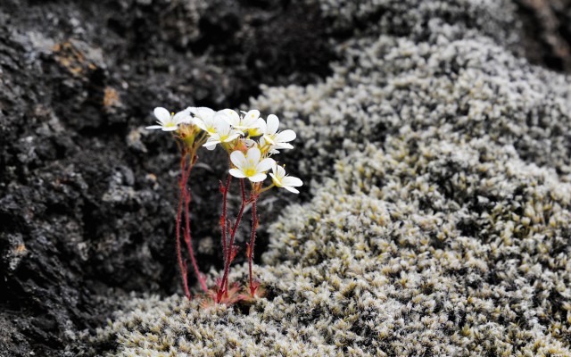 Flowers. Desktop wallpaper