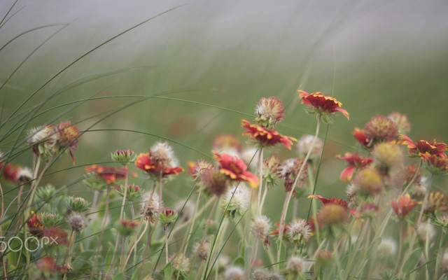 Flowers. Desktop wallpaper