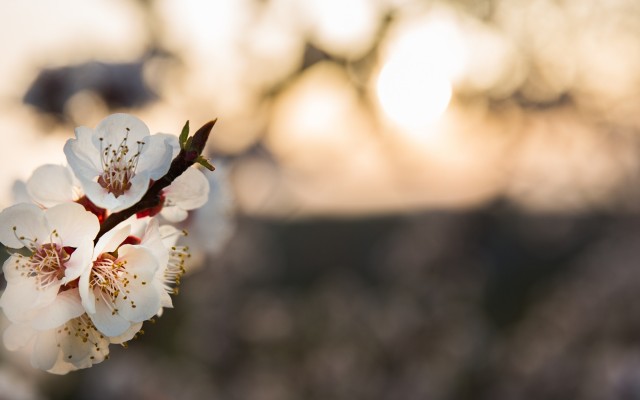 Flowers. Desktop wallpaper