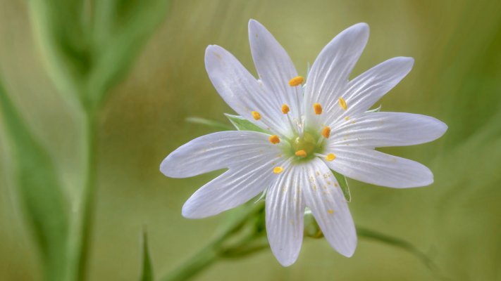 Flowers. Desktop wallpaper