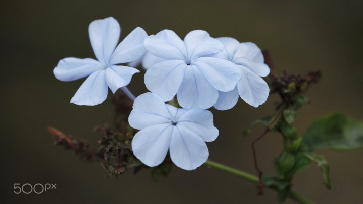 Flowers. Desktop wallpaper