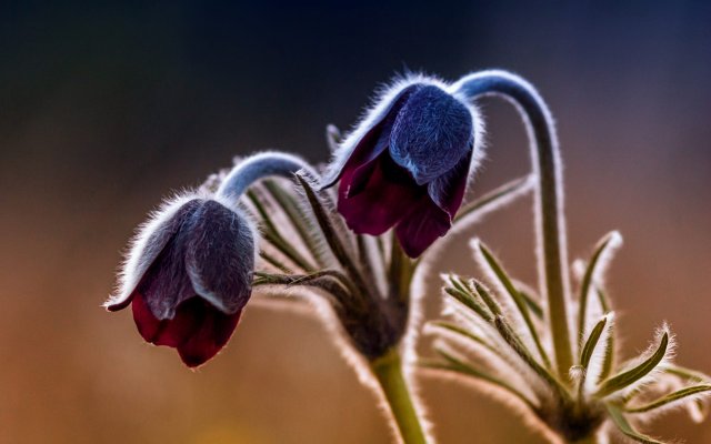 Flowers. Desktop wallpaper