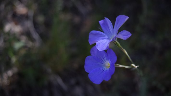 Flowers. Desktop wallpaper