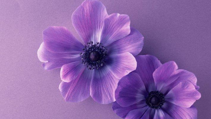 Flowers. Desktop wallpaper