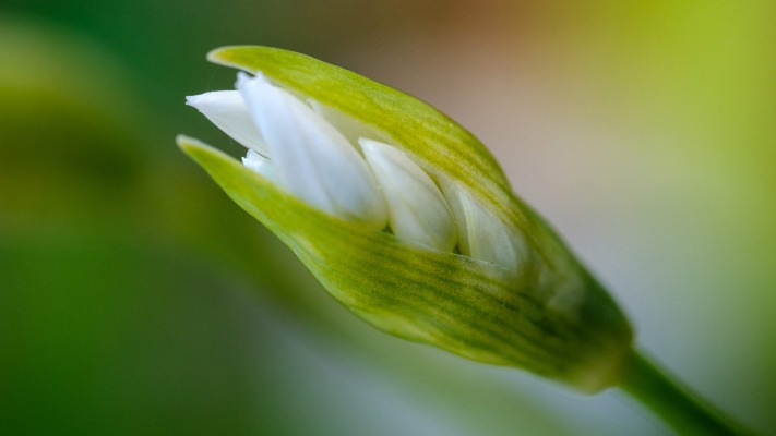 Flowers. Desktop wallpaper